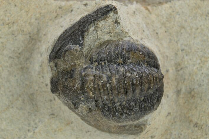 Bargain, Diademaproetus Trilobite - Foum Zguid, Morocco #310280